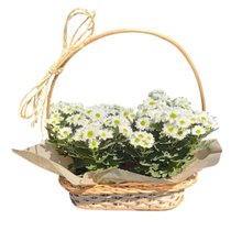 Linda Cesta de Margaridas Brancas