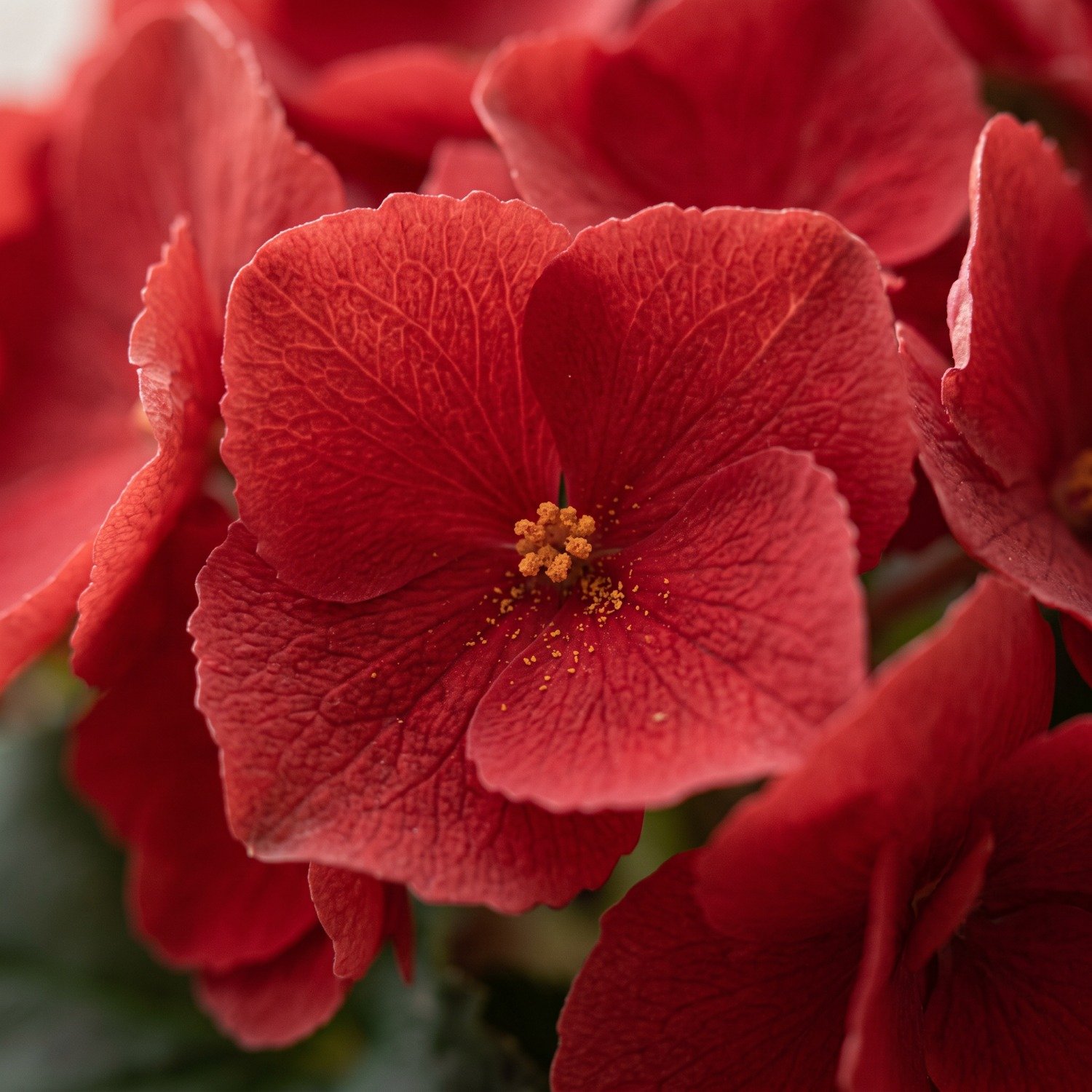 Begonia Vermelha para Presente
