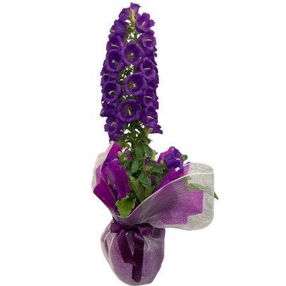 Campanula Roxa
