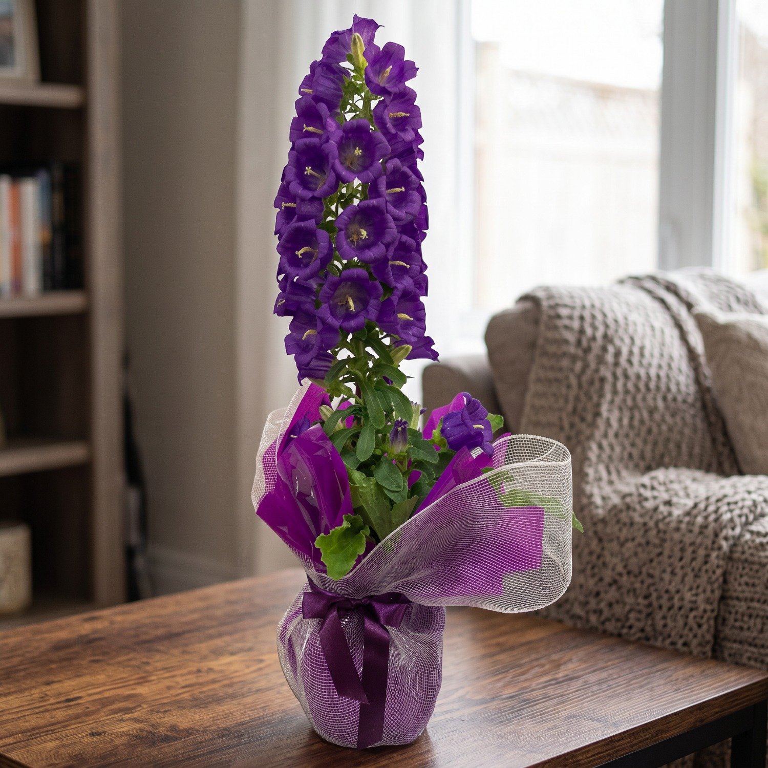 Campanula Roxa
