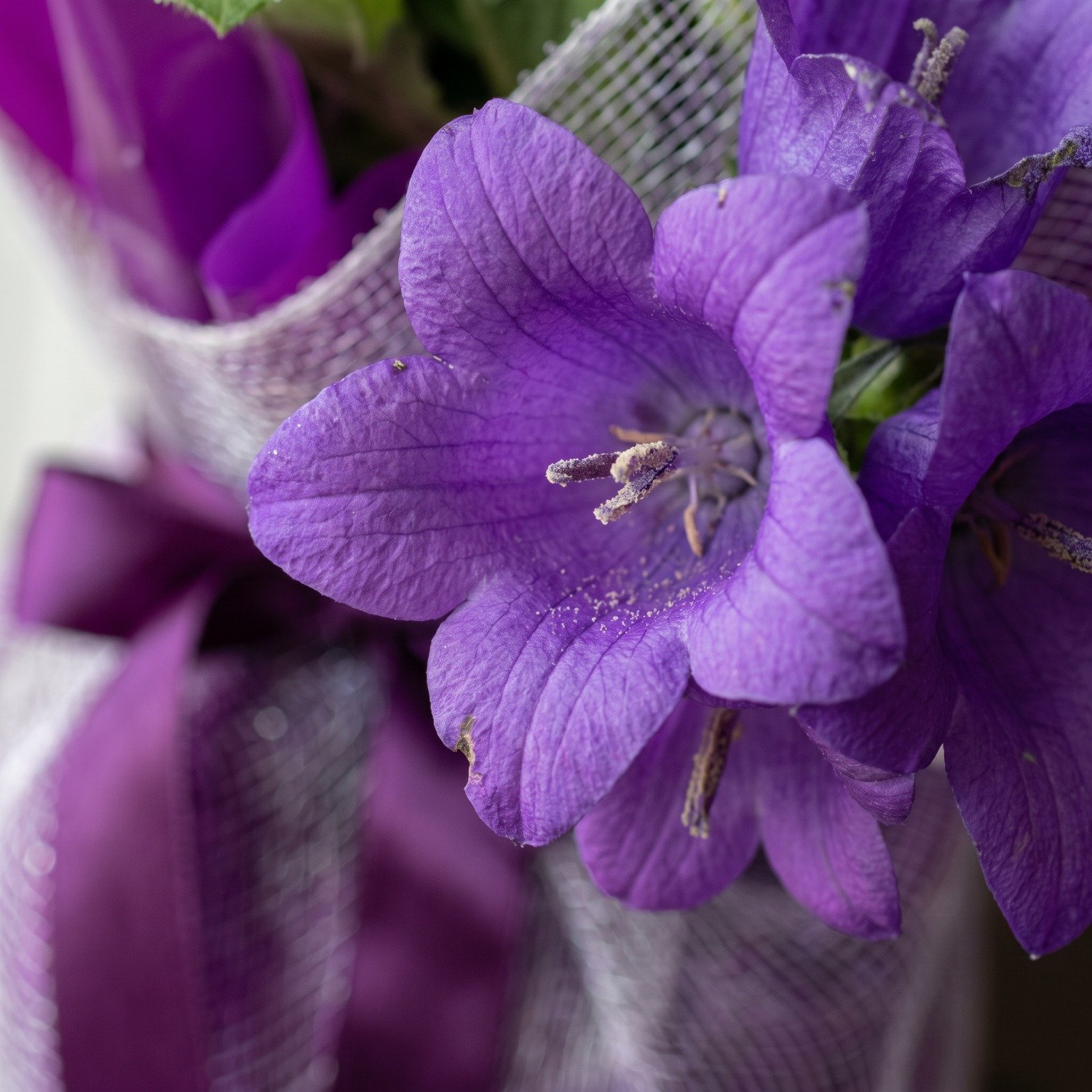Campanula Roxa