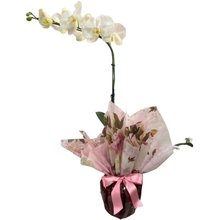 Orquídea Phalaenopsis Branca Para Presente