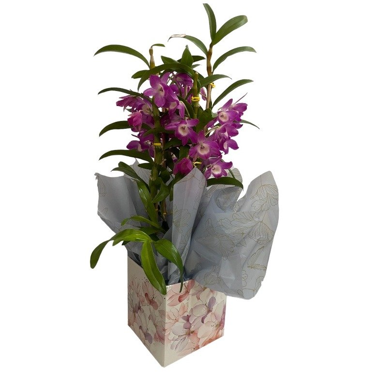 Orquídea Dendrobium Para Presente