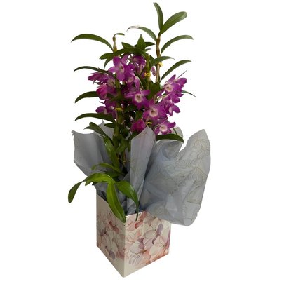 Orquídea Dendrobium Para Presente
