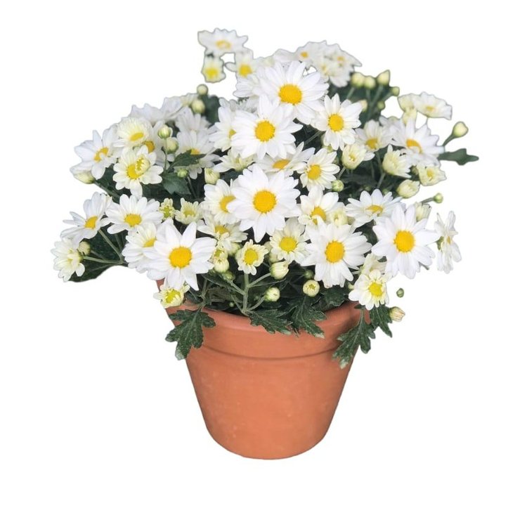 Vaso de margaridas brancas pequeno | Nova Flor