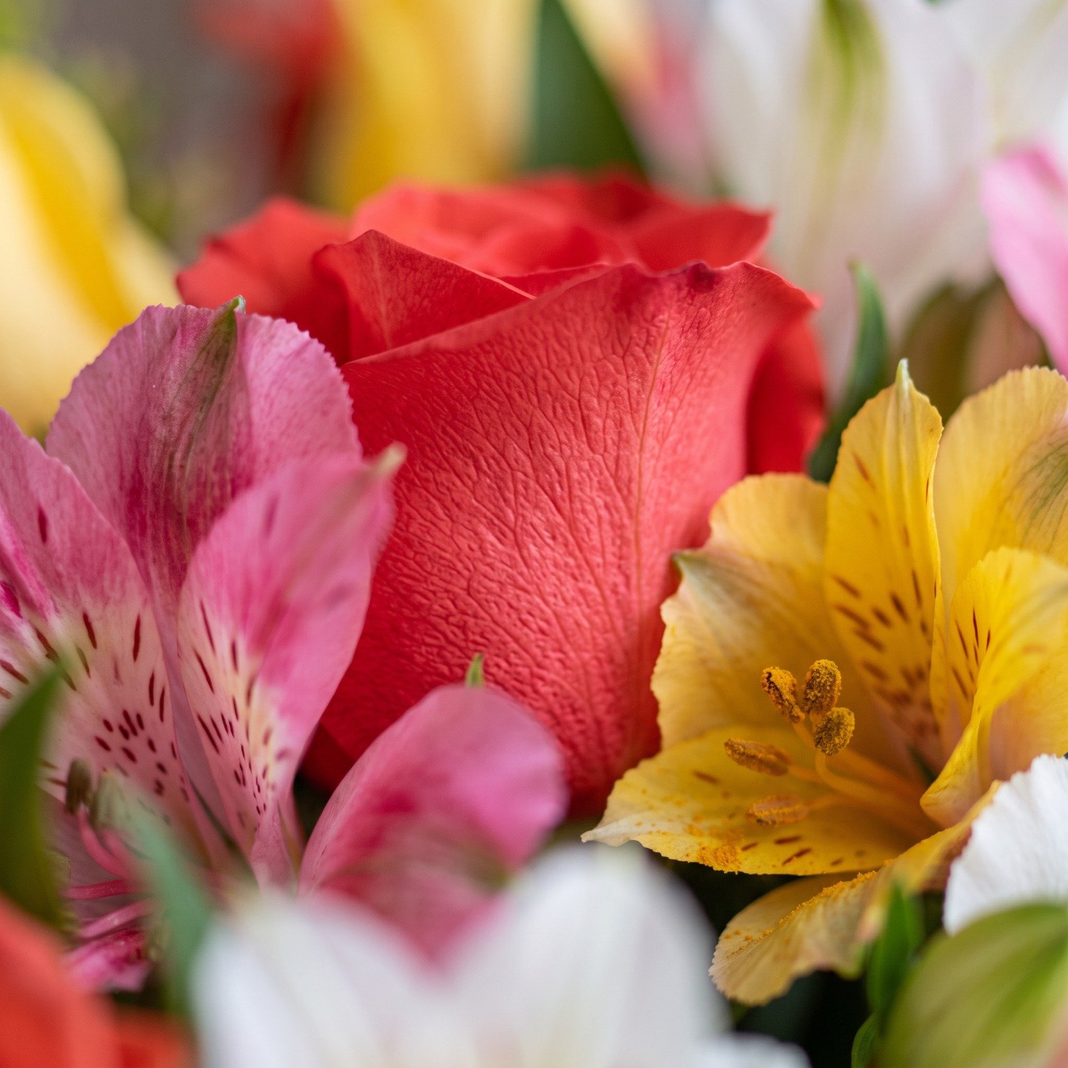 Buquê de Rosas e Astromélias Coloridas 