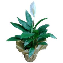 Planta Lírio da Paz