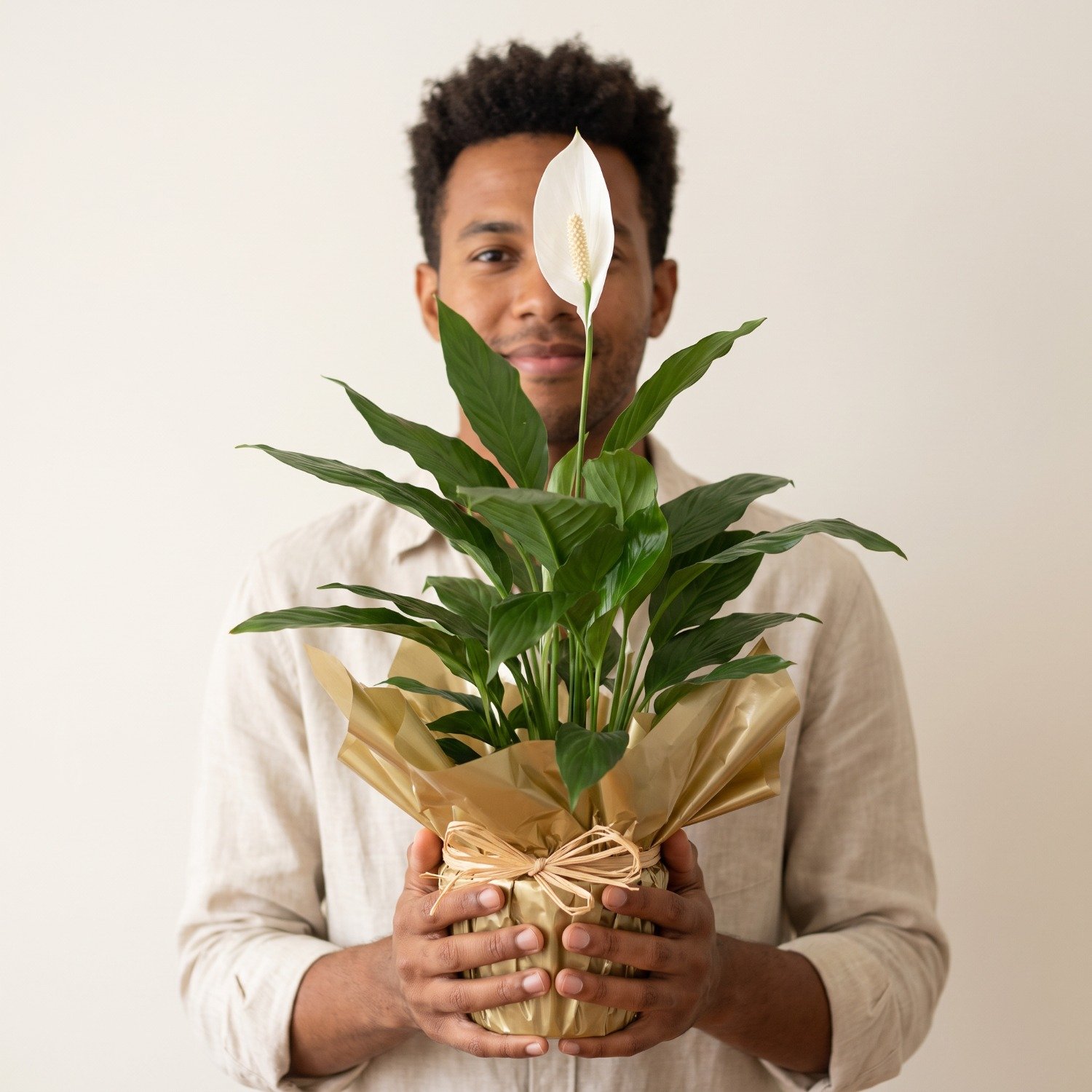 Planta Lírio da Paz