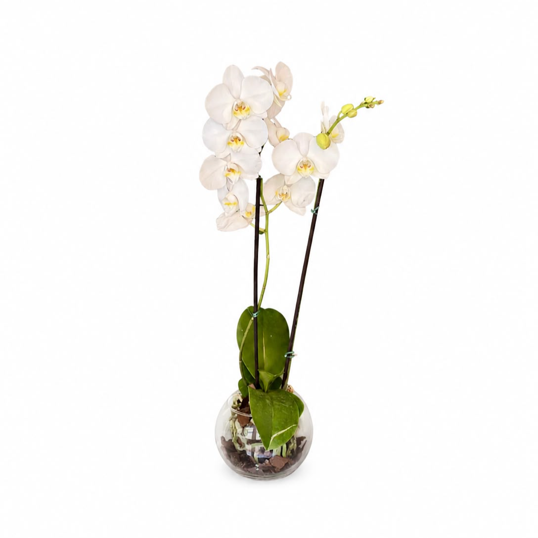 Orquídea no aquário de vidro