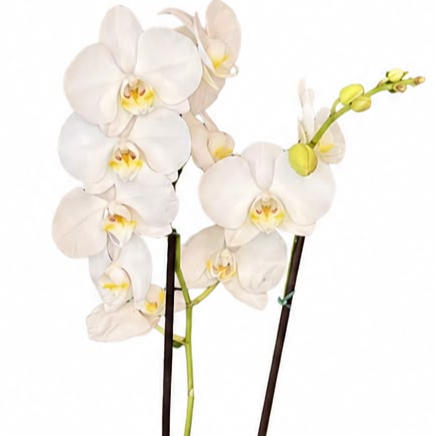 Orquídea no aquário de vidro