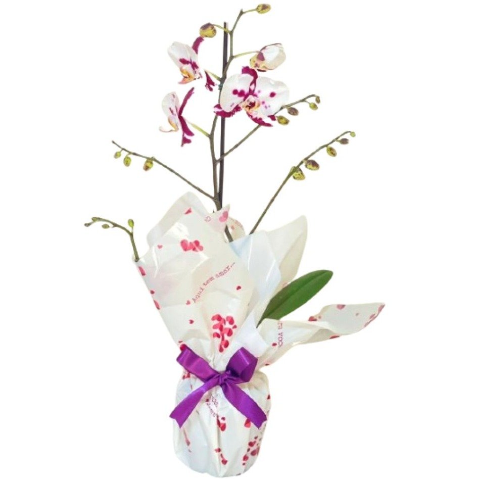 Orquídea Phalaenopsis Bicolor Plantada
