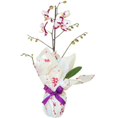 Orquídea Phalaenopsis Bicolor Plantada