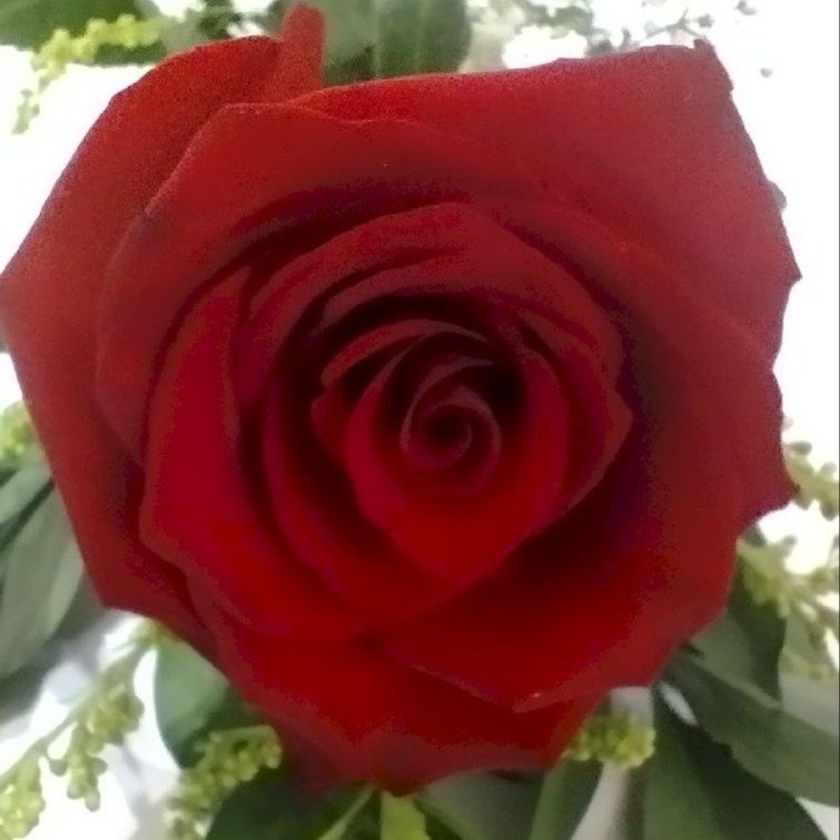 Rosa Importada Explorer Decorada
