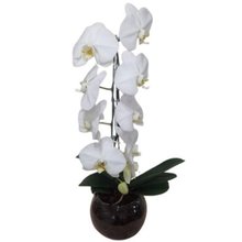 Orquídea Phalaenopsis Branca Cascata no Aquário