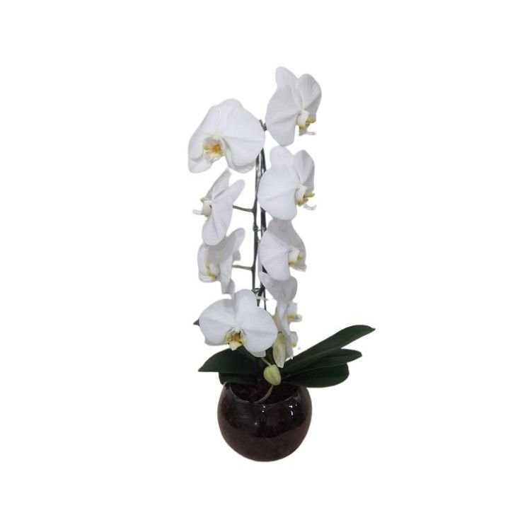 Orquídea Phalaenopsis Branca Cascata no Aquário