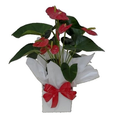 Antúrio Vermelho Decorado
