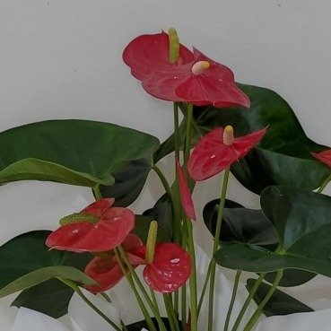 Antúrio Vermelho Decorado
