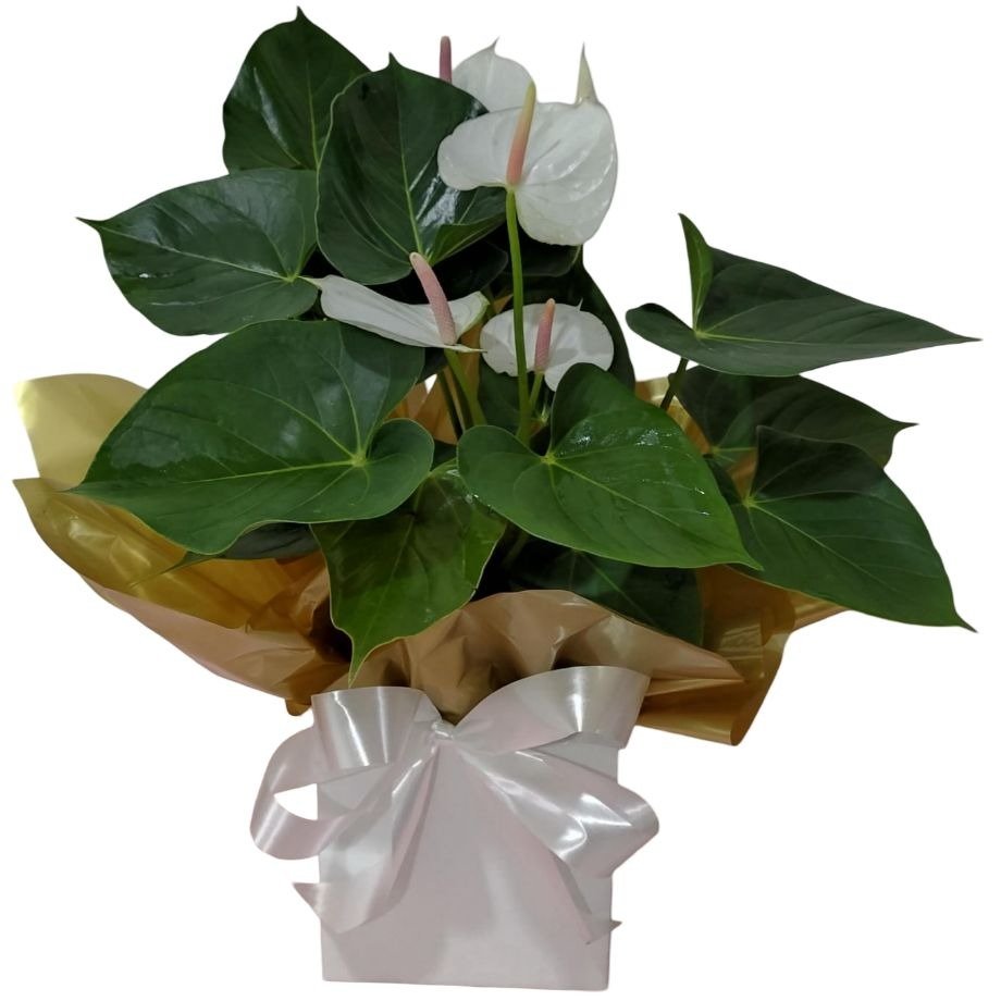 Antúrio Branco Decorado