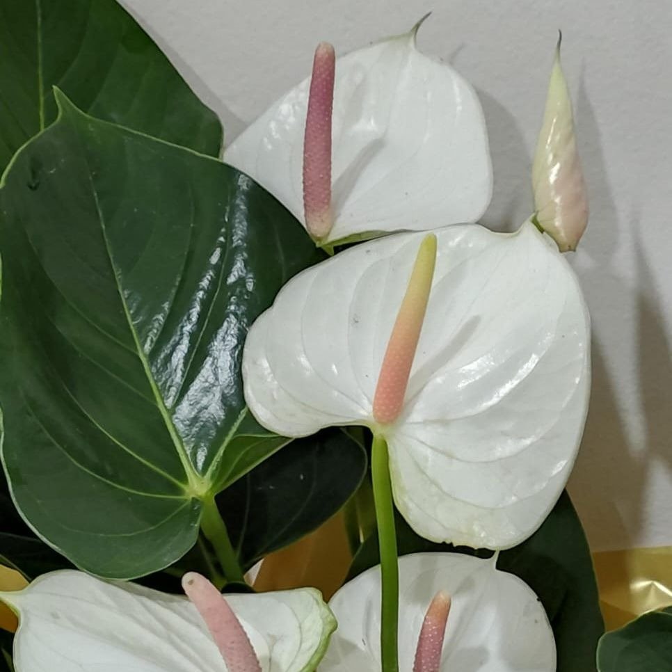 Antúrio Branco Decorado