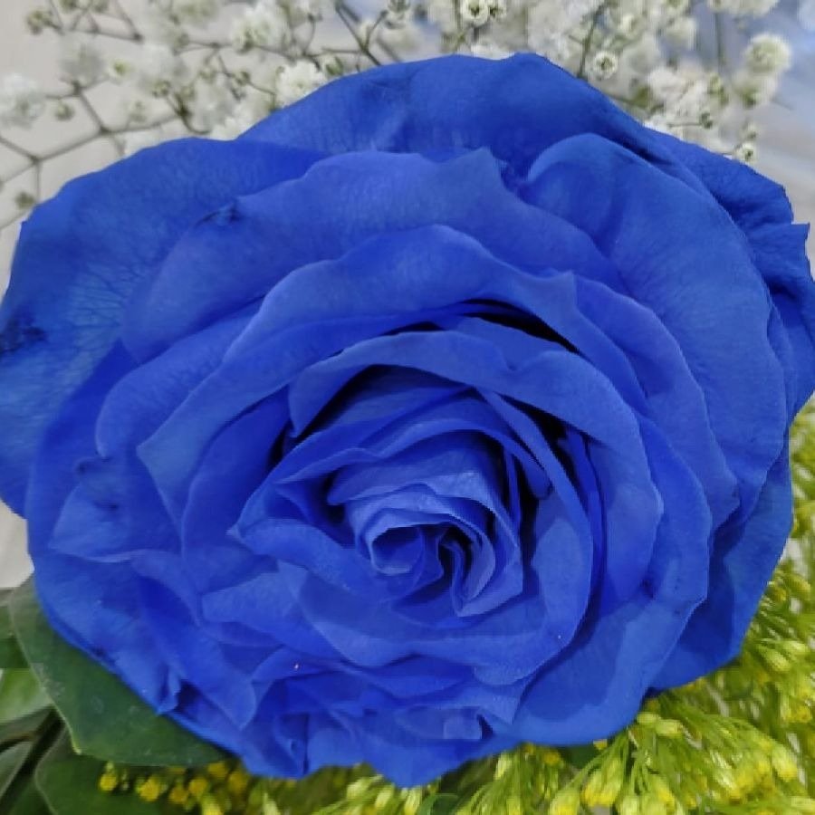 Rosa Decorada Importada Cor Azul Tingida