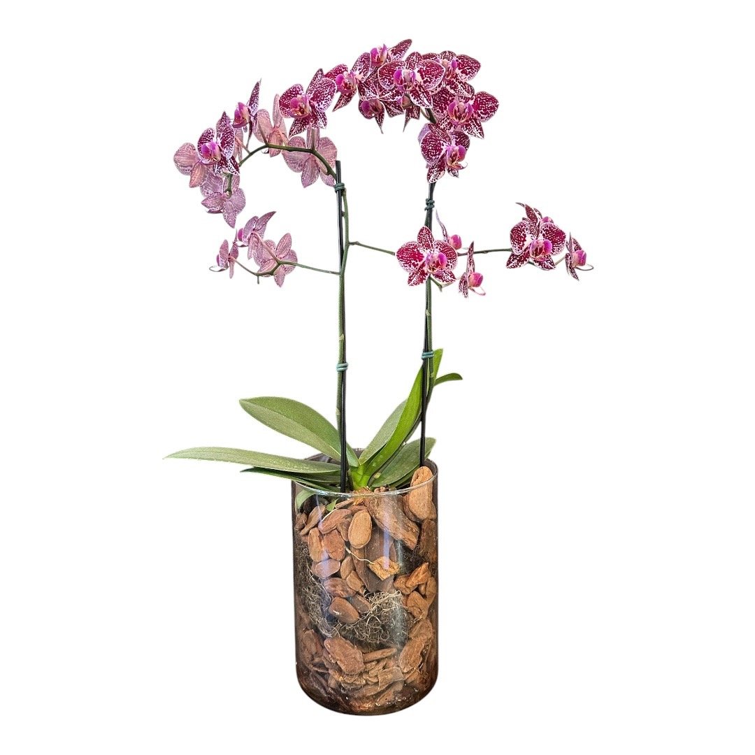 Orquídea Phalaenopsis Violeta com Vaso Mães